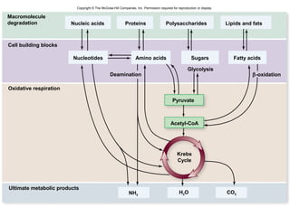 50
Cell building blocks
Deamination β-oxidation
Glycolysis
Oxidative respiration
Ultimate metabolic products
Acetyl-CoA
Pyruvate
Macromolecule
degradation
Krebs
Cycle
Nucleic acids Polysaccharides
Nucleotides Amino acids Fatty acidsSugars
Proteins Lipids and fats
NH3
H2O CO2
Copyright © The McGraw-Hill Companies, Inc. Permission required for reproduction or display.
 