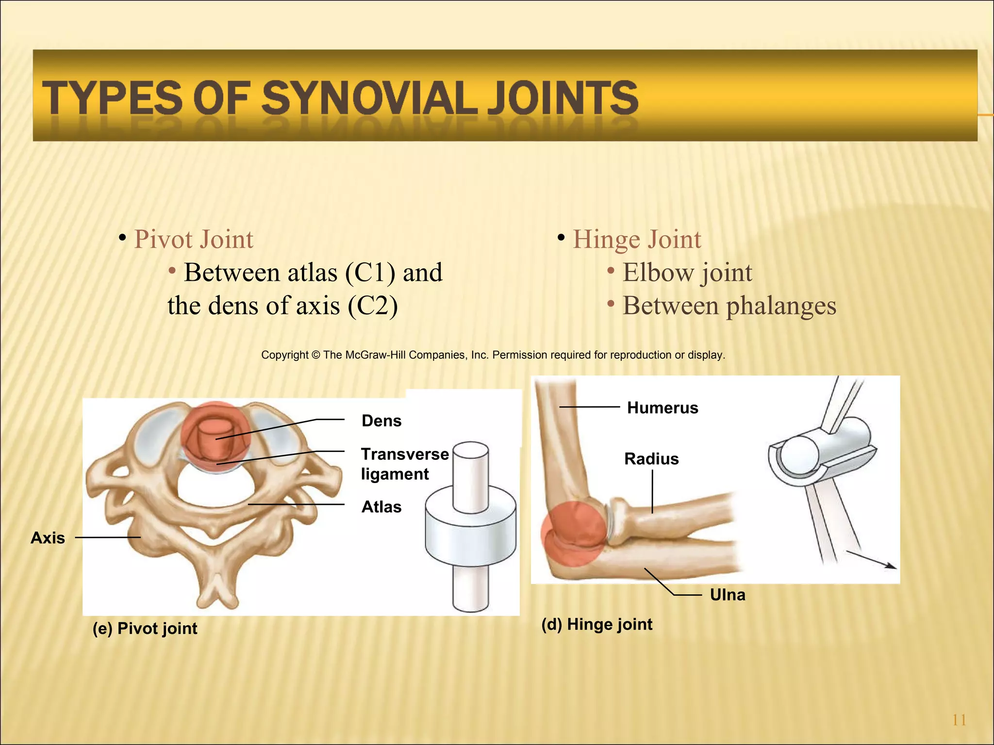 Pivot Joint Between atlas (C1) and the dens of axis (C2) Hinge Joint Elbow joint Between phalanges Copyright © The McGraw-Hill Companies, Inc. Permission required for reproduction or display. (e) Pivot joint Dens Transverse ligament Atlas Axis (d) Hinge joint Humerus Ulna Radius 