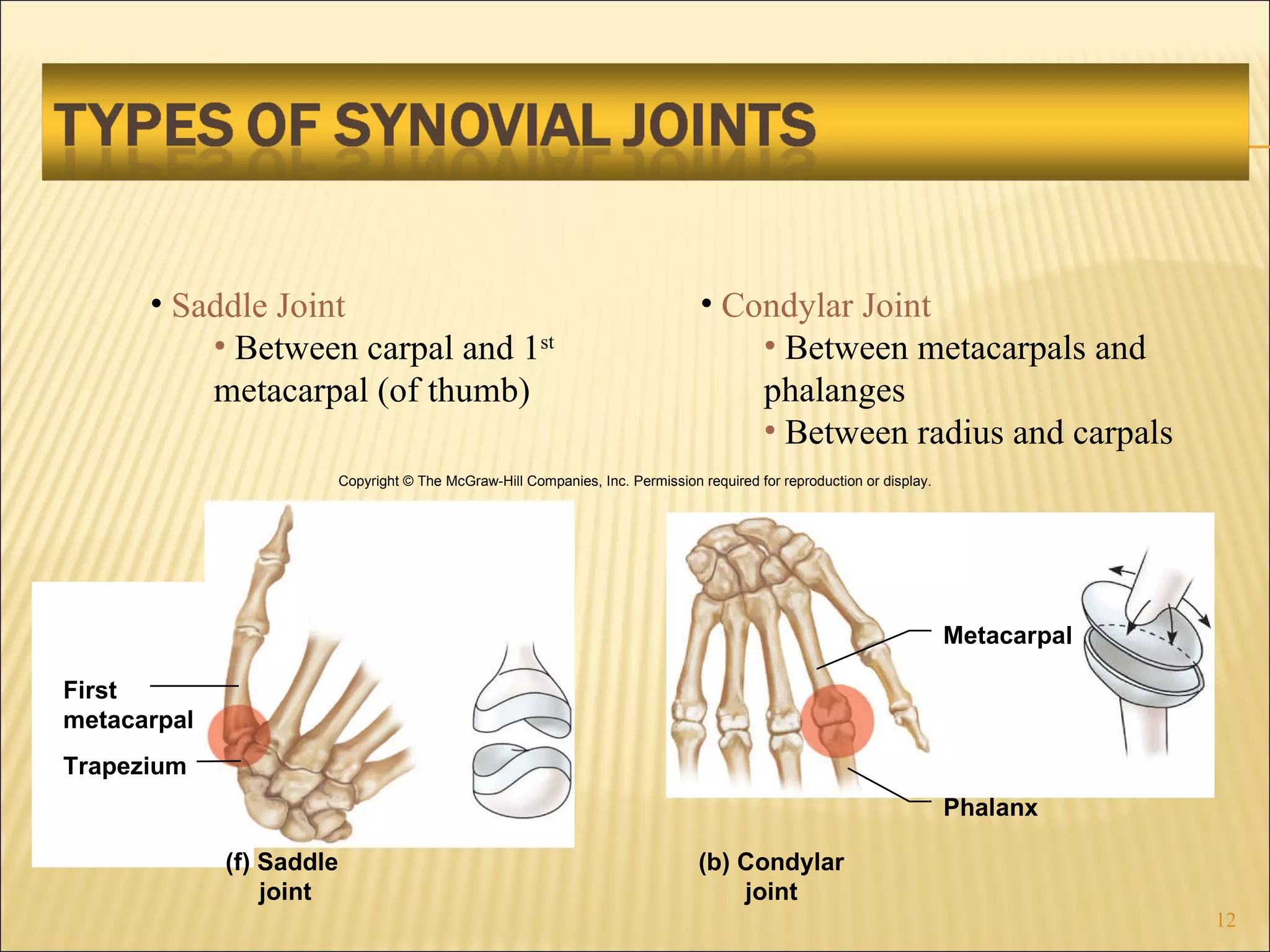 Saddle Joint Between carpal and 1 st  metacarpal (of thumb) Condylar Joint Between metacarpals and phalanges Between radius and carpals Copyright © The McGraw-Hill Companies, Inc. Permission required for reproduction or display. Metacarpal Phalanx (b) Condylar joint (f) Saddle  joint First metacarpal Trapezium 