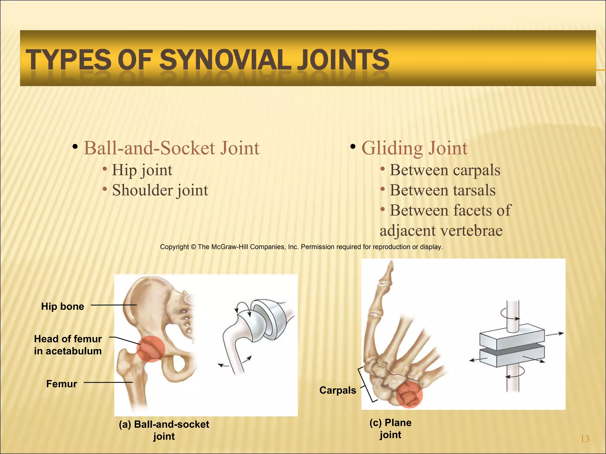 Ball-and-Socket Joint Hip joint Shoulder joint Gliding Joint Between carpals Between tarsals Between facets of adjacent vertebrae Hip bone (a) Ball-and-socket joint Head of femur in acetabulum Femur Copyright © The McGraw-Hill Companies, Inc. Permission required for reproduction or display. (c) Plane joint Carpals 