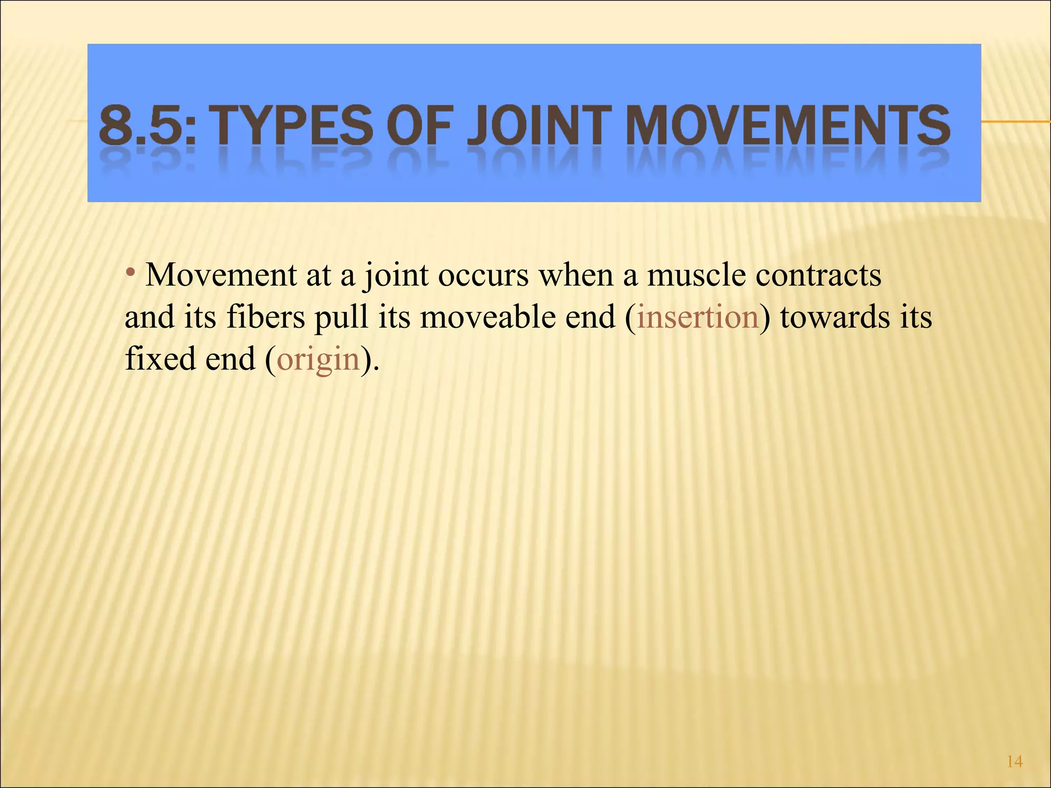 Movement at a joint occurs when a muscle contracts and its fibers pull its moveable end ( insertion ) towards its fixed end ( origin ). 