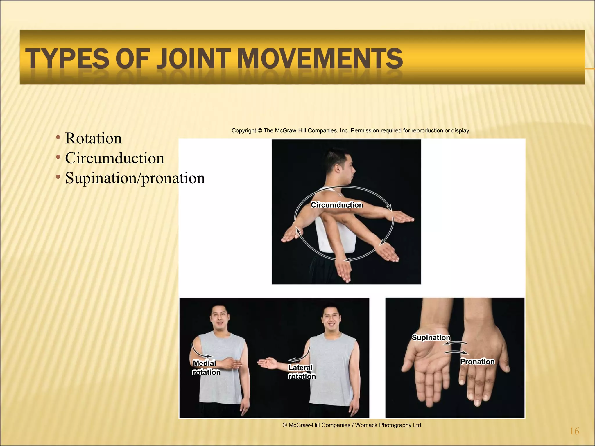 Copyright © The McGraw-Hill Companies, Inc. Permission required for reproduction or display. © McGraw-Hill Companies / Womack Photography Ltd. Circumduction Medial rotation Lateral rotation Supination Pronation Rotation Circumduction Supination/pronation 