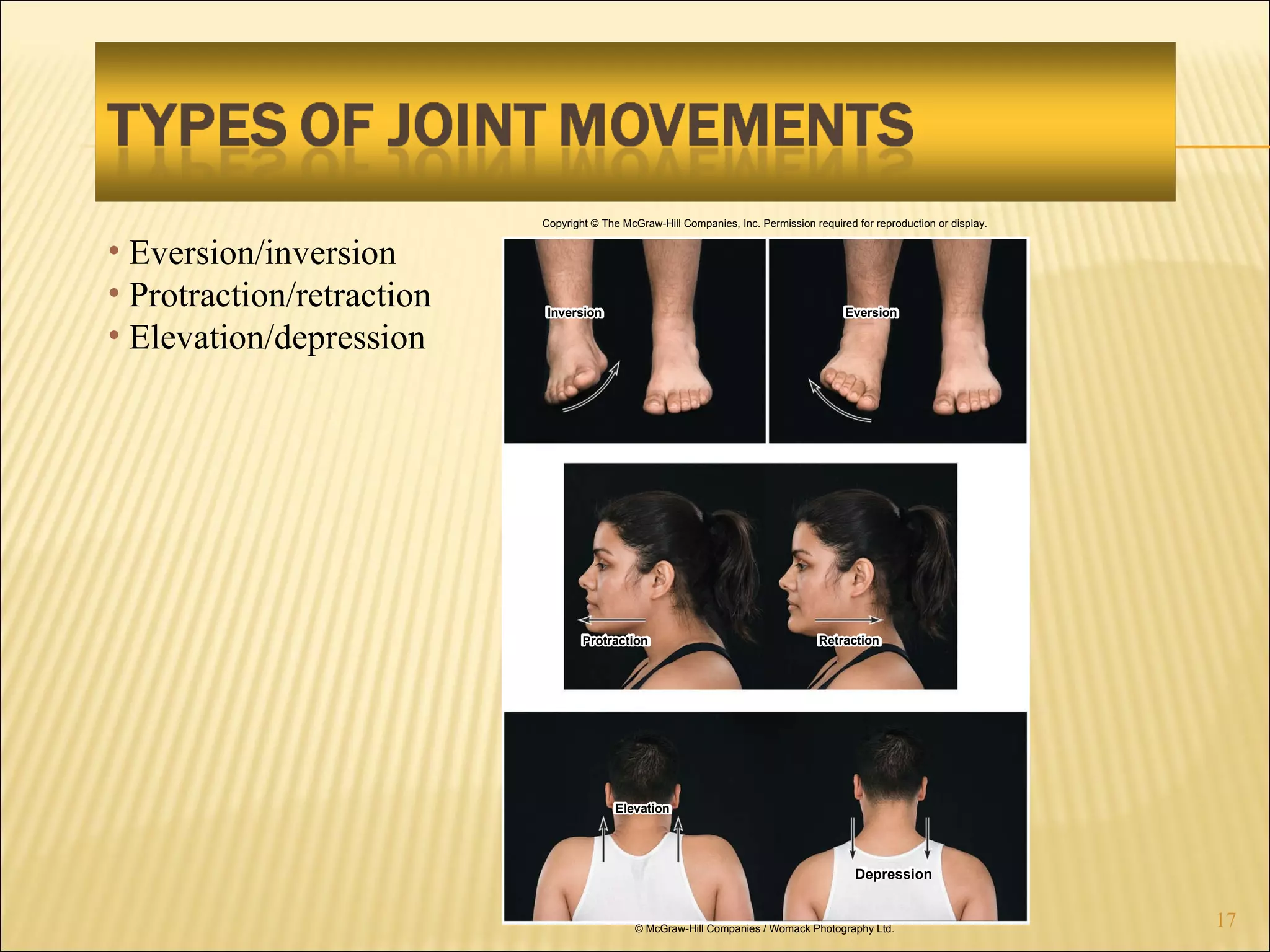 Eversion/inversion Protraction/retraction Elevation/depression Copyright © The McGraw-Hill Companies, Inc. Permission required for reproduction or display. Inversion Eversion Protraction Retraction Elevation Depression © McGraw-Hill Companies / Womack Photography Ltd. 