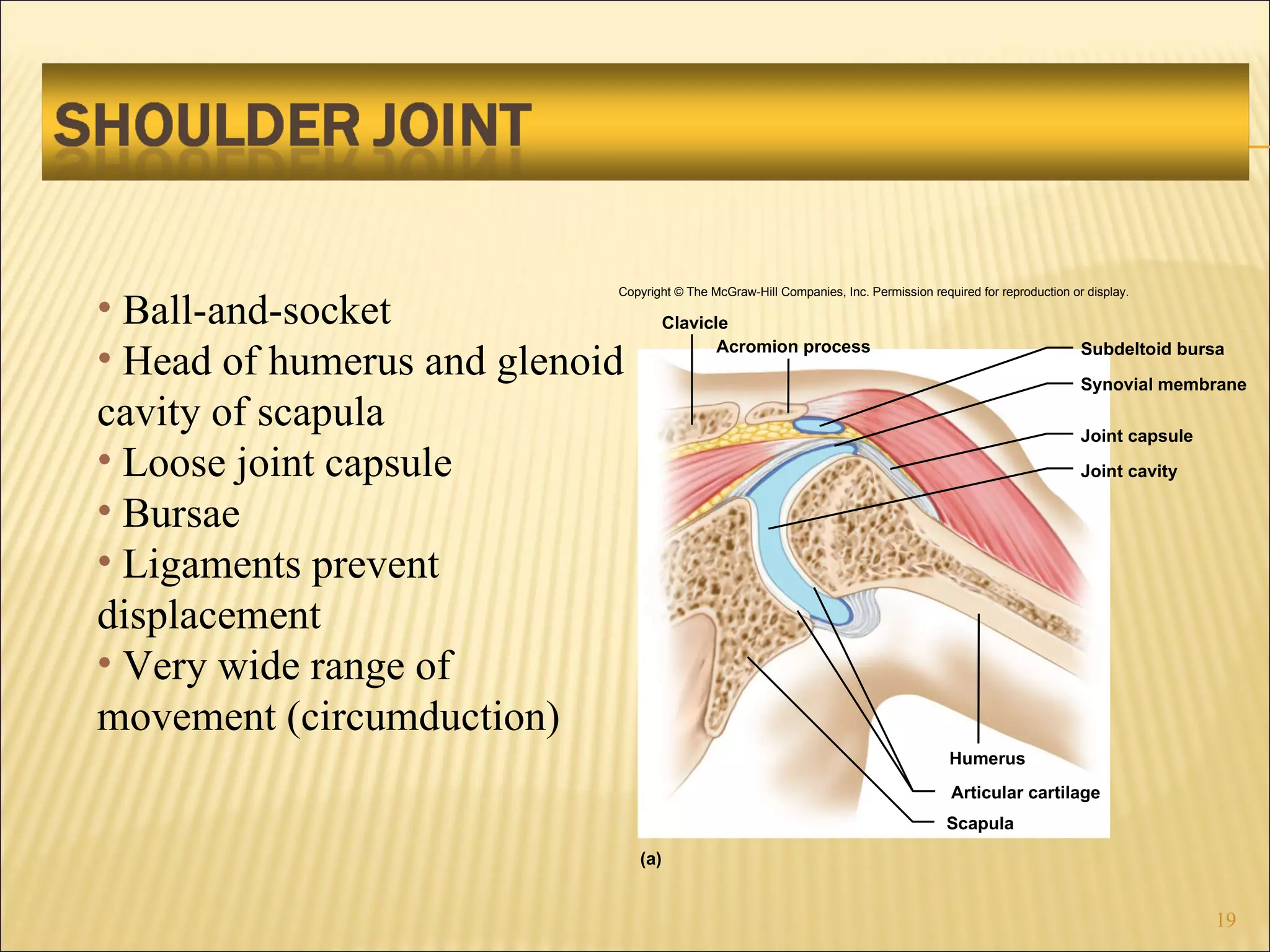Ball-and-socket Head of humerus and glenoid cavity of scapula Loose joint capsule Bursae Ligaments prevent displacement Very wide range of movement (circumduction) Copyright © The McGraw-Hill Companies, Inc. Permission required for reproduction or display. Humerus Articular cartilage Scapula Clavicle Acromion process Subdeltoid bursa Synovial membrane Joint capsule Joint cavity (a) 