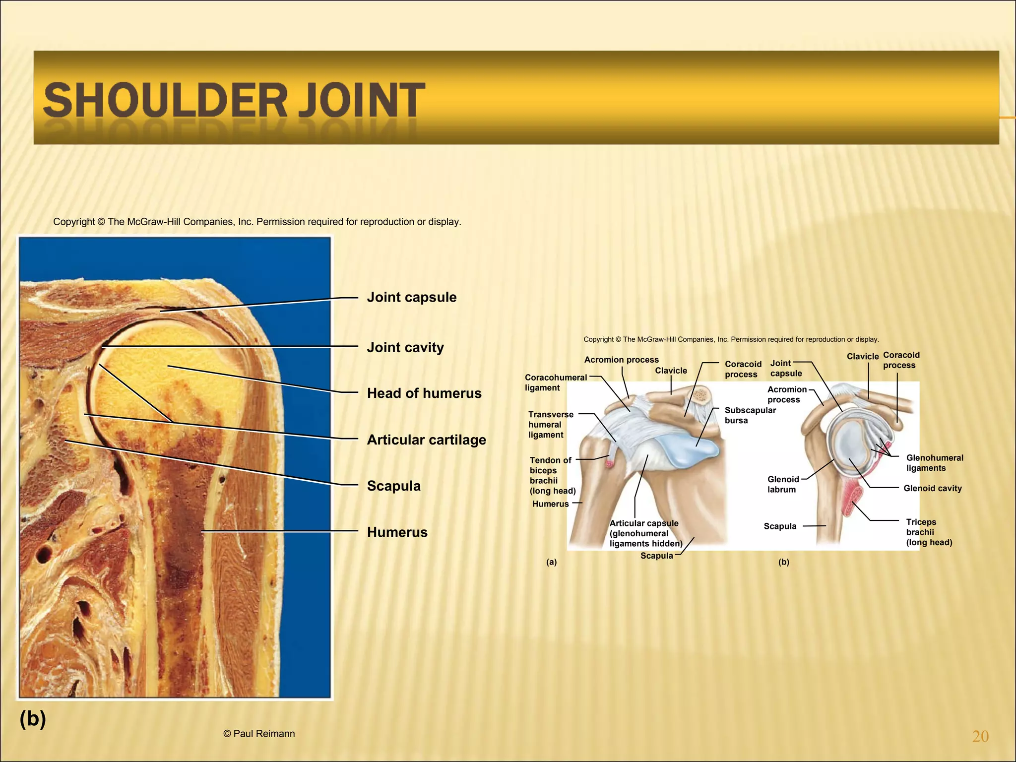 Copyright © The McGraw-Hill Companies, Inc. Permission required for reproduction or display. © Paul Reimann Head of humerus Joint cavity Joint capsule Articular cartilage Scapula Humerus (b) Coracohumeral ligament Transverse humeral ligament Tendon of biceps brachii (long head) Acromion process Clavicle Coracoid process Acromion process Subscapular bursa Joint capsule Coracoid process Clavicle Glenohumeral ligaments Glenoid cavity Triceps brachii (long head) Glenoid labrum Scapula Humerus Scapula Articular capsule (glenohumeral ligaments hidden) (a) (b) Copyright © The McGraw-Hill Companies, Inc. Permission required for reproduction or display. 