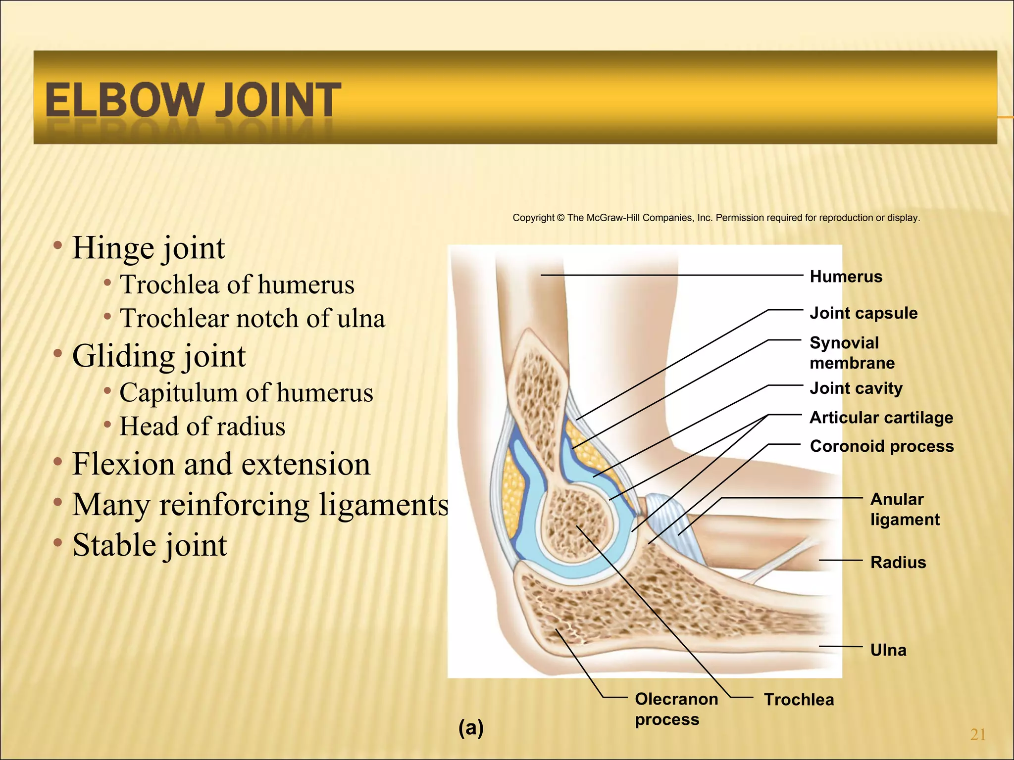 Hinge joint Trochlea of humerus Trochlear notch of ulna Gliding joint Capitulum of humerus Head of radius Flexion and extension Many reinforcing ligaments Stable joint Copyright © The McGraw-Hill Companies, Inc. Permission required for reproduction or display. Humerus Joint capsule Synovial membrane Joint cavity Articular cartilage Coronoid process Anular ligament Radius Ulna Olecranon process Trochlea (a) 