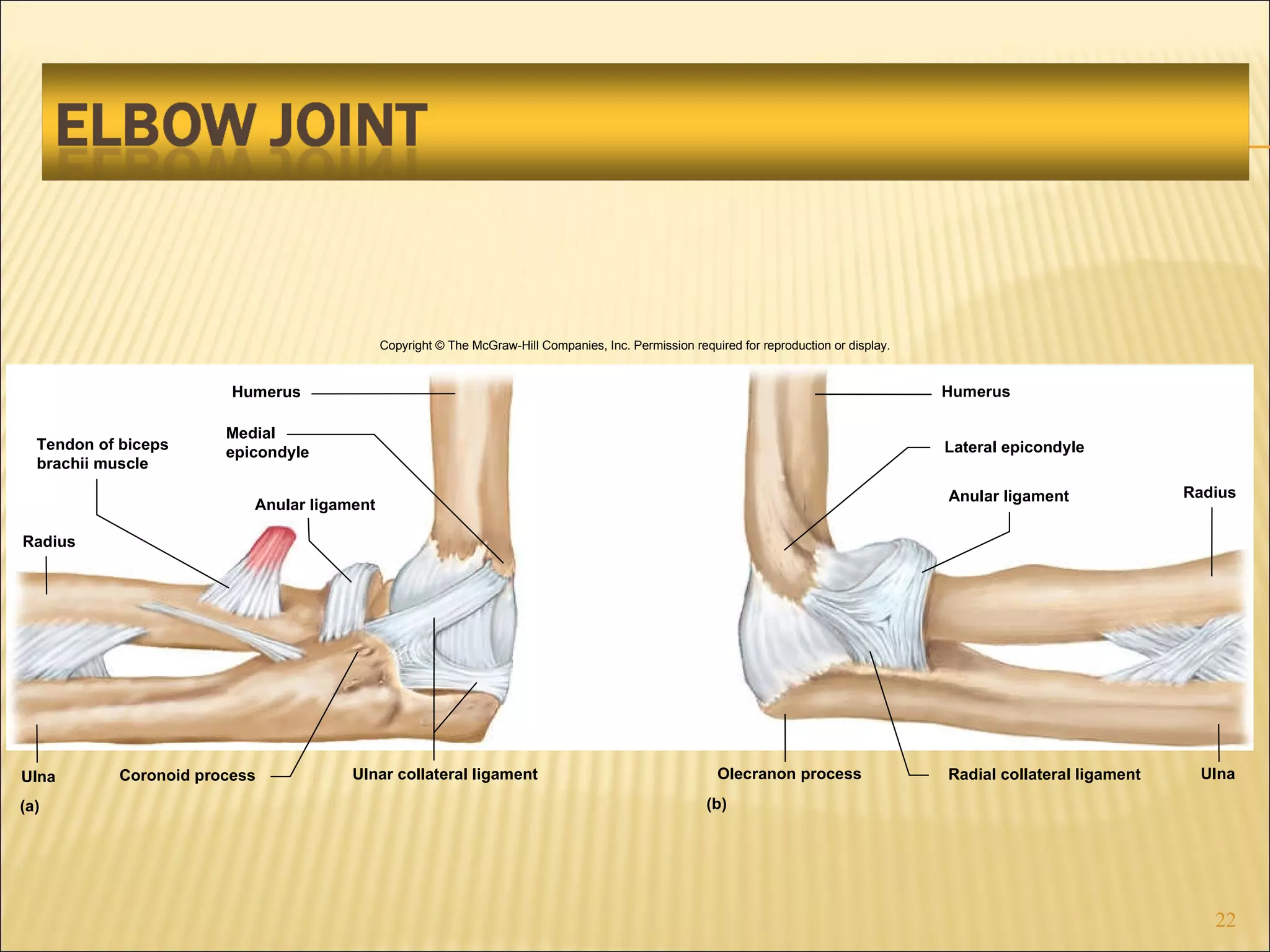 Radius Tendon of biceps brachii muscle Anular ligament Humerus Medial epicondyle Ulnar collateral ligament Coronoid process Ulna Humerus Lateral epicondyle Anular ligament Radius Olecranon process Radial collateral ligament Ulna (b) (a) Copyright © The McGraw-Hill Companies, Inc. Permission required for reproduction or display. 