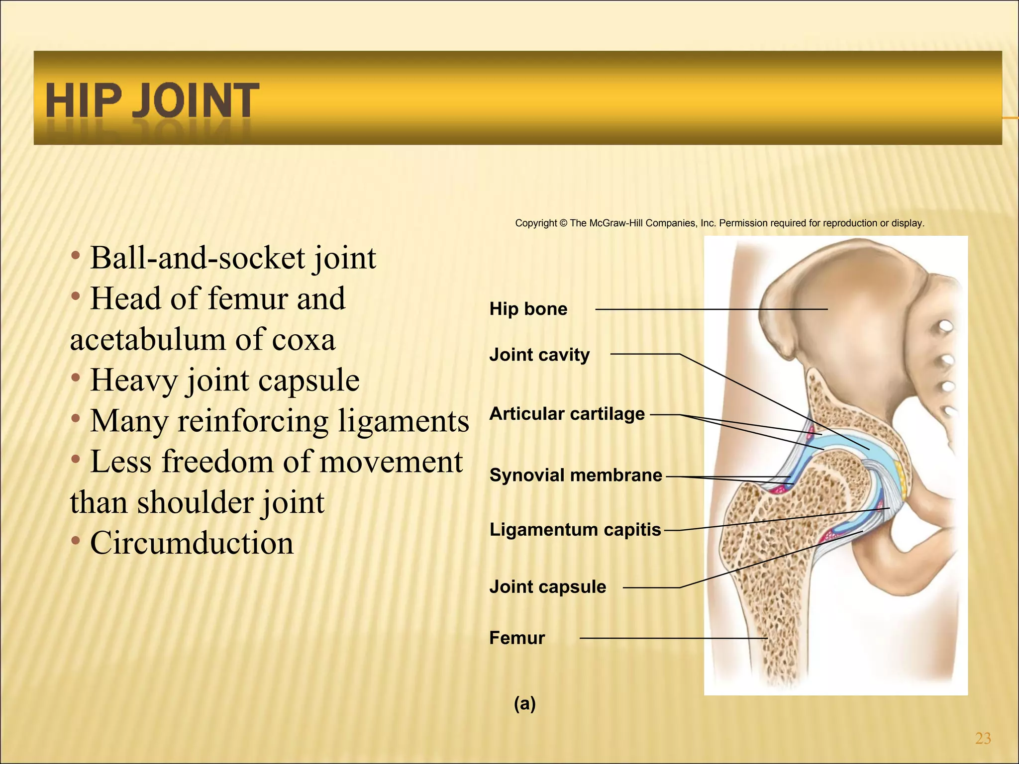 Ball-and-socket joint Head of femur and acetabulum of coxa Heavy joint capsule Many reinforcing ligaments Less freedom of movement than shoulder joint Circumduction Copyright © The McGraw-Hill Companies, Inc. Permission required for reproduction or display. Hip bone Joint cavity Articular cartilage Synovial membrane Joint capsule Ligamentum capitis Femur (a) 