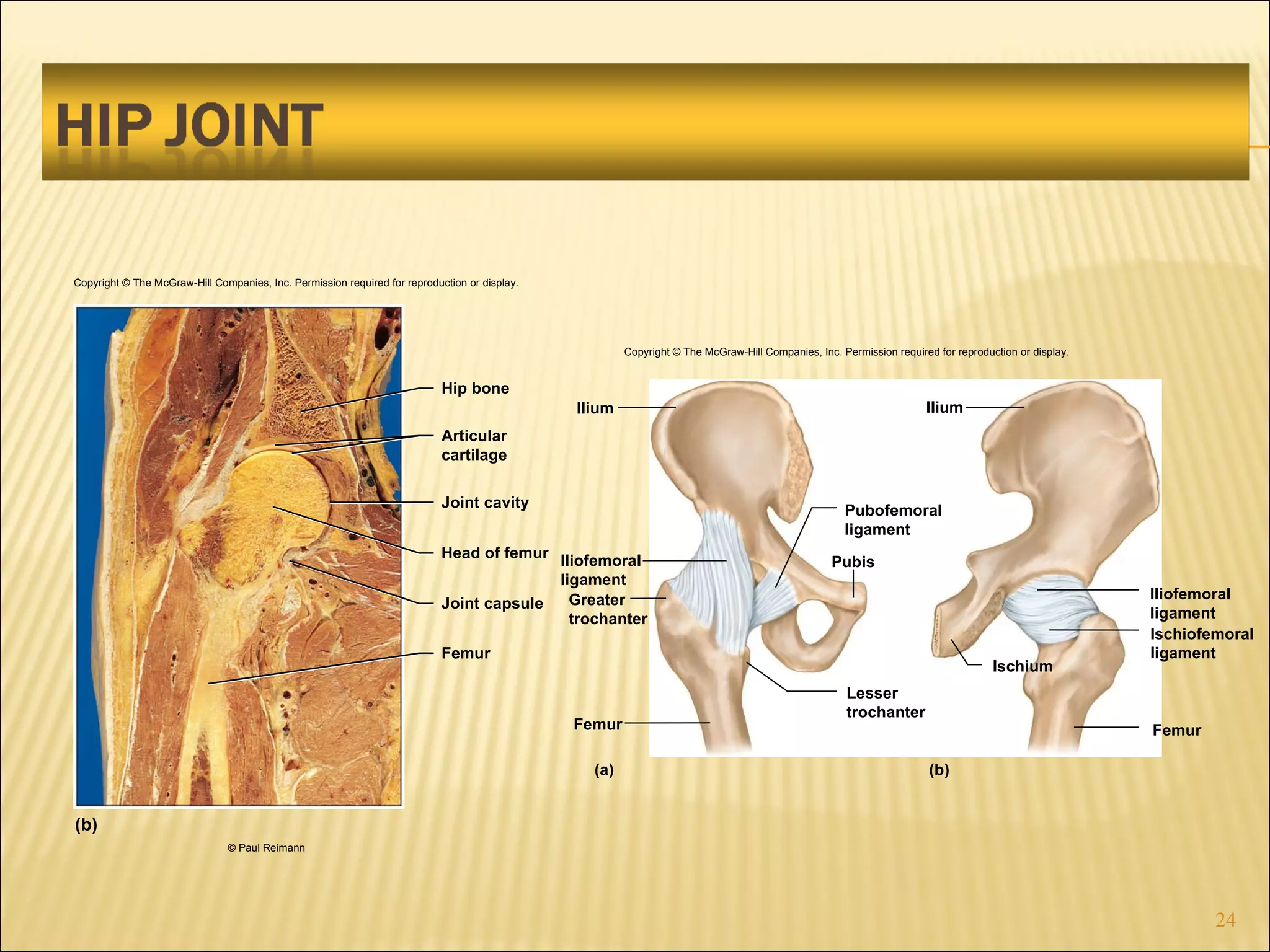 Copyright © The McGraw-Hill Companies, Inc. Permission required for reproduction or display. (b) Joint cavity Articular cartilage Hip bone Head of femur Joint capsule Femur © Paul Reimann Ilium Iliofemoral ligament Greater trochanter Femur Lesser trochanter Pubis Pubofemoral ligament Ischium Iliofemoral ligament Ischiofemoral ligament Femur Ilium (a) (b) Copyright © The McGraw-Hill Companies, Inc. Permission required for reproduction or display. 