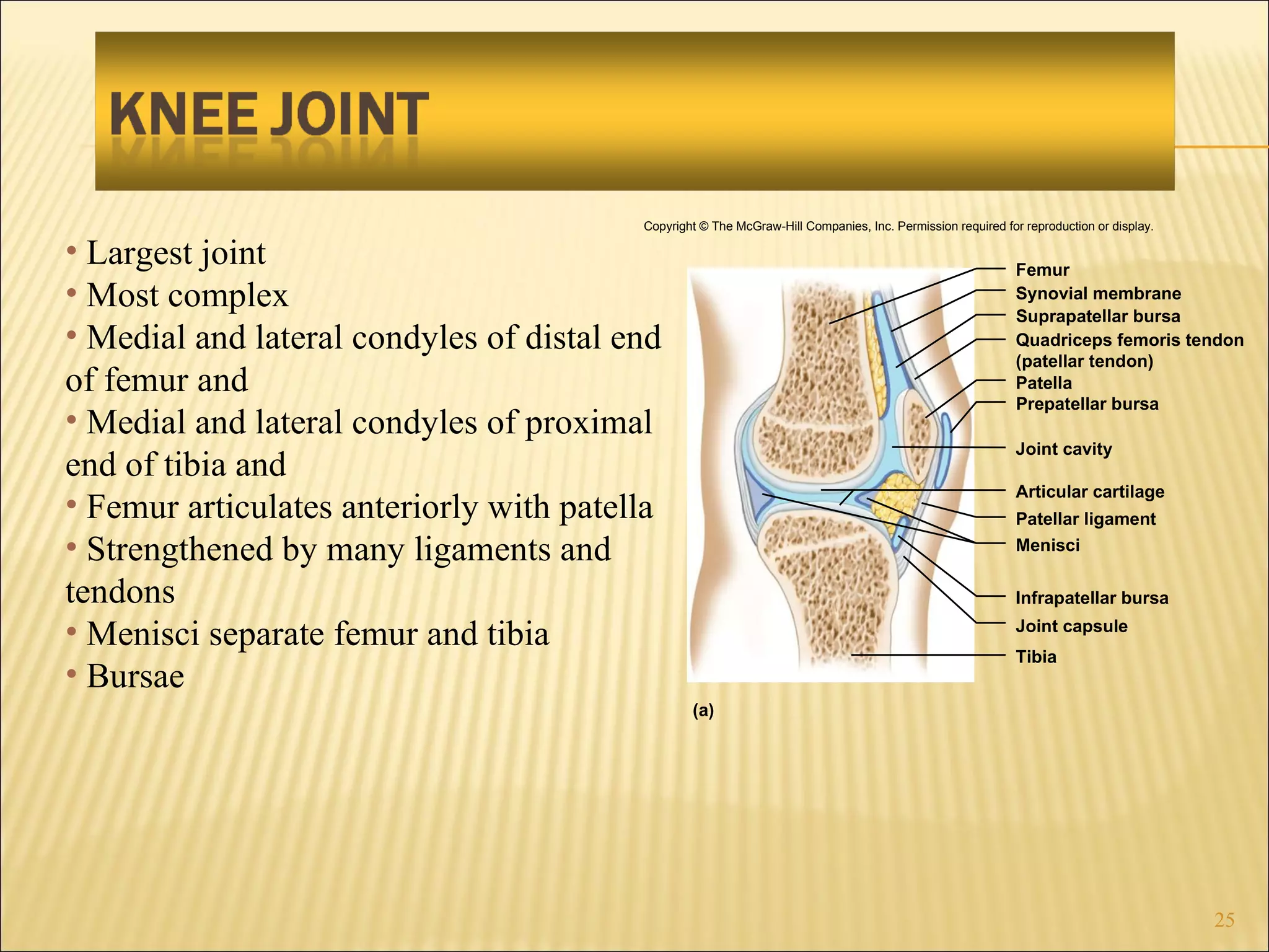 Largest joint Most complex Medial and lateral condyles of distal end of femur and Medial and lateral condyles of proximal end of tibia and Femur articulates anteriorly with patella Strengthened by many ligaments and tendons Menisci separate femur and tibia Bursae Copyright © The McGraw-Hill Companies, Inc. Permission required for reproduction or display. Femur Quadriceps femoris tendon (patellar tendon) Synovial membrane Suprapatellar bursa Patella Prepatellar bursa Joint cavity Articular cartilage Menisci Patellar ligament Infrapatellar bursa Joint capsule Tibia (a) 
