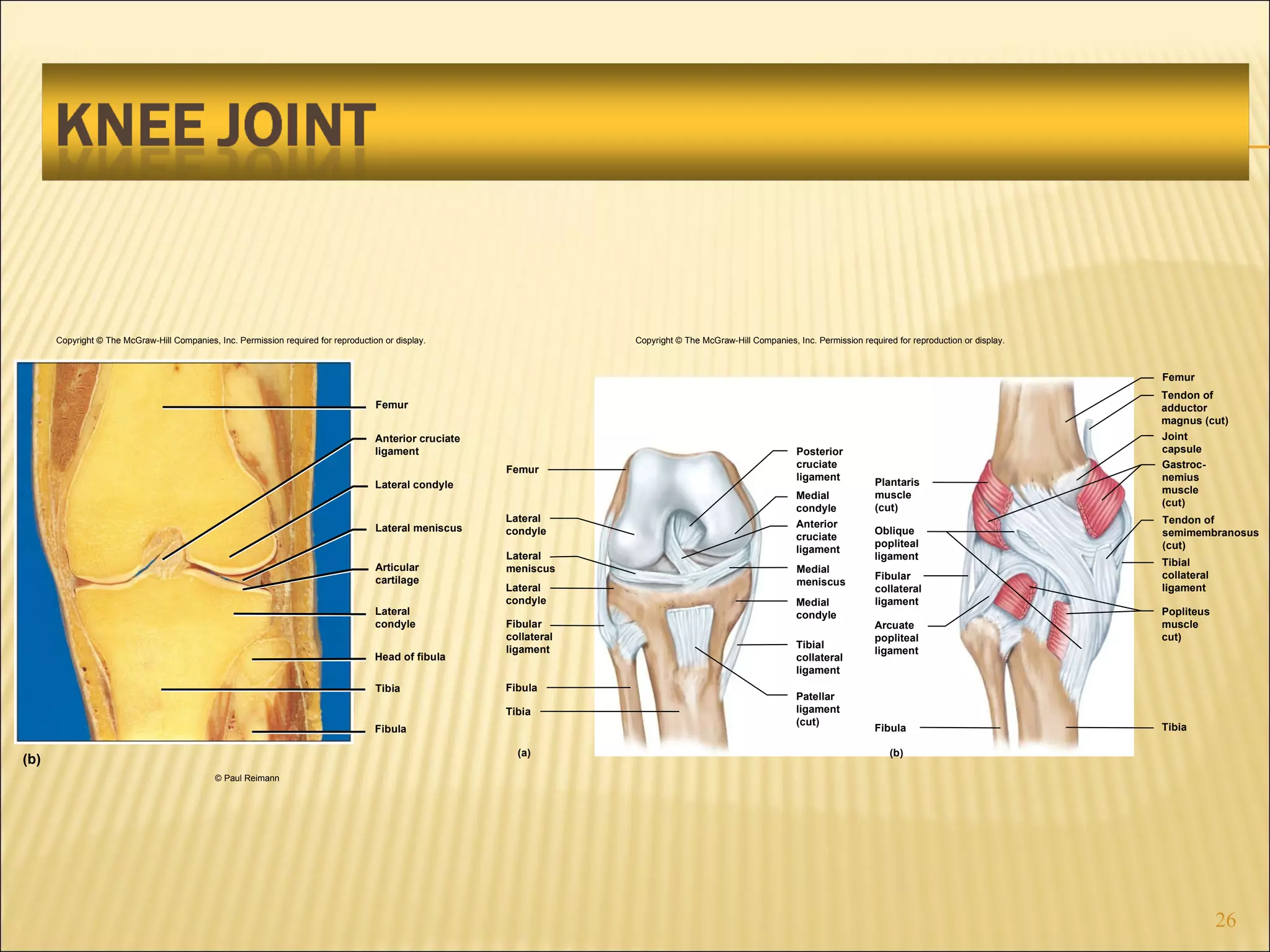 Copyright © The McGraw-Hill Companies, Inc. Permission required for reproduction or display. Anterior cruciate ligament Femur (b) Lateral condyle Lateral meniscus Articular cartilage Lateral condyle Head of fibula Tibia Fibula © Paul Reimann Gastroc- nemius muscle (cut) Popliteus muscle cut) Oblique popliteal ligament Arcuate popliteal ligament Fibula Tibia Femur Joint capsule Fibular collateral ligament Plantaris muscle (cut) Tibial collateral ligament Tendon of semimembranosus (cut) (a) (b) Femur Lateral condyle Lateral meniscus Lateral condyle Fibular collateral ligament Fibula Tibia Medial condyle Anterior cruciate ligament Medial meniscus Medial condyle Tibial collateral ligament Patellar ligament (cut) Posterior cruciate ligament Tendon of adductor magnus (cut) Copyright © The McGraw-Hill Companies, Inc. Permission required for reproduction or display. 