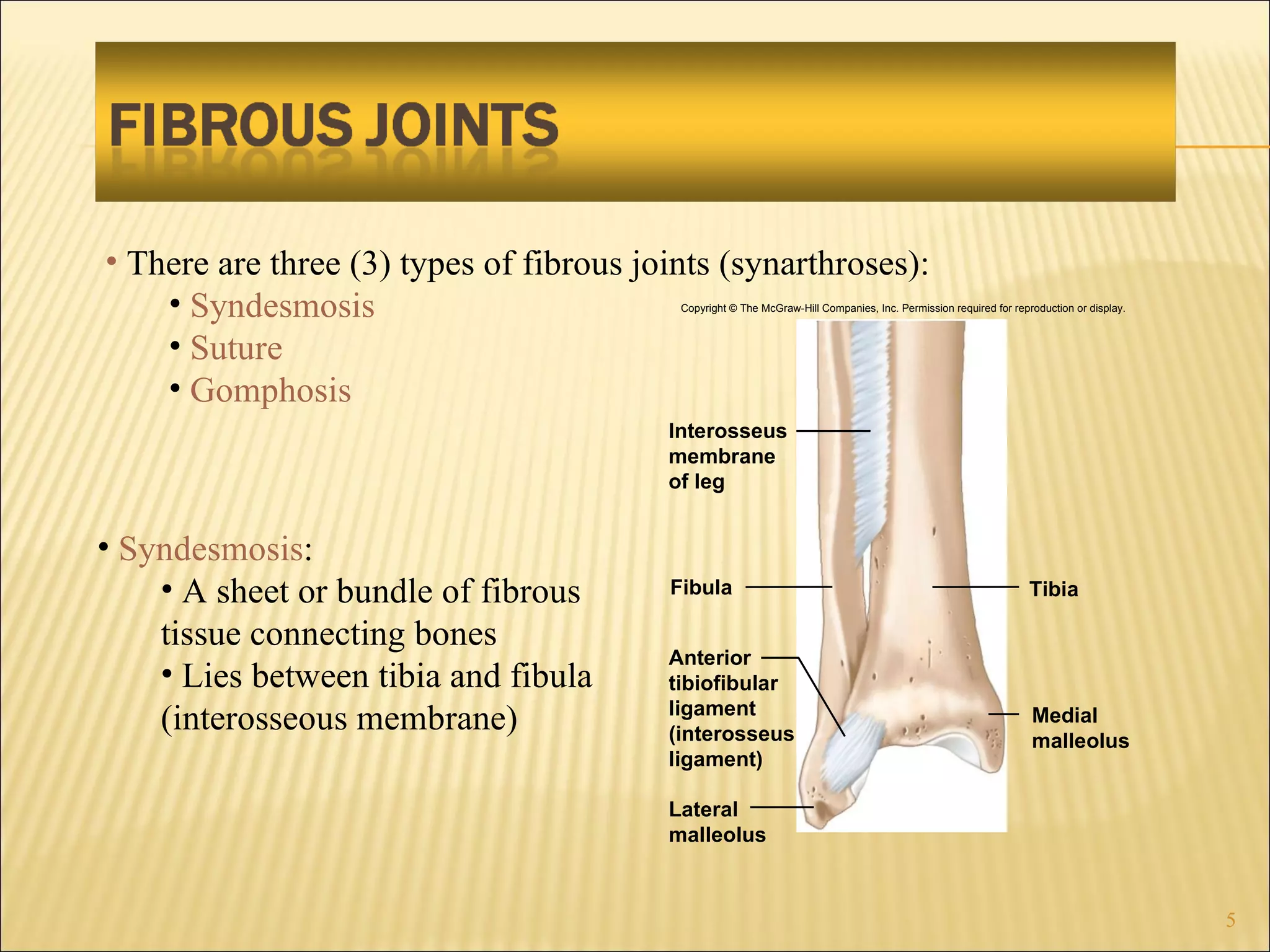 There are three (3) types of fibrous joints (synarthroses): Syndesmosis Suture Gomphosis Syndesmosis : A sheet or bundle of fibrous tissue connecting bones Lies between tibia and fibula (interosseous membrane) Copyright © The McGraw-Hill Companies, Inc. Permission required for reproduction or display. Fibula Interosseus membrane of leg Tibia Medial malleolus Anterior tibiofibular ligament (interosseus ligament) Lateral malleolus 