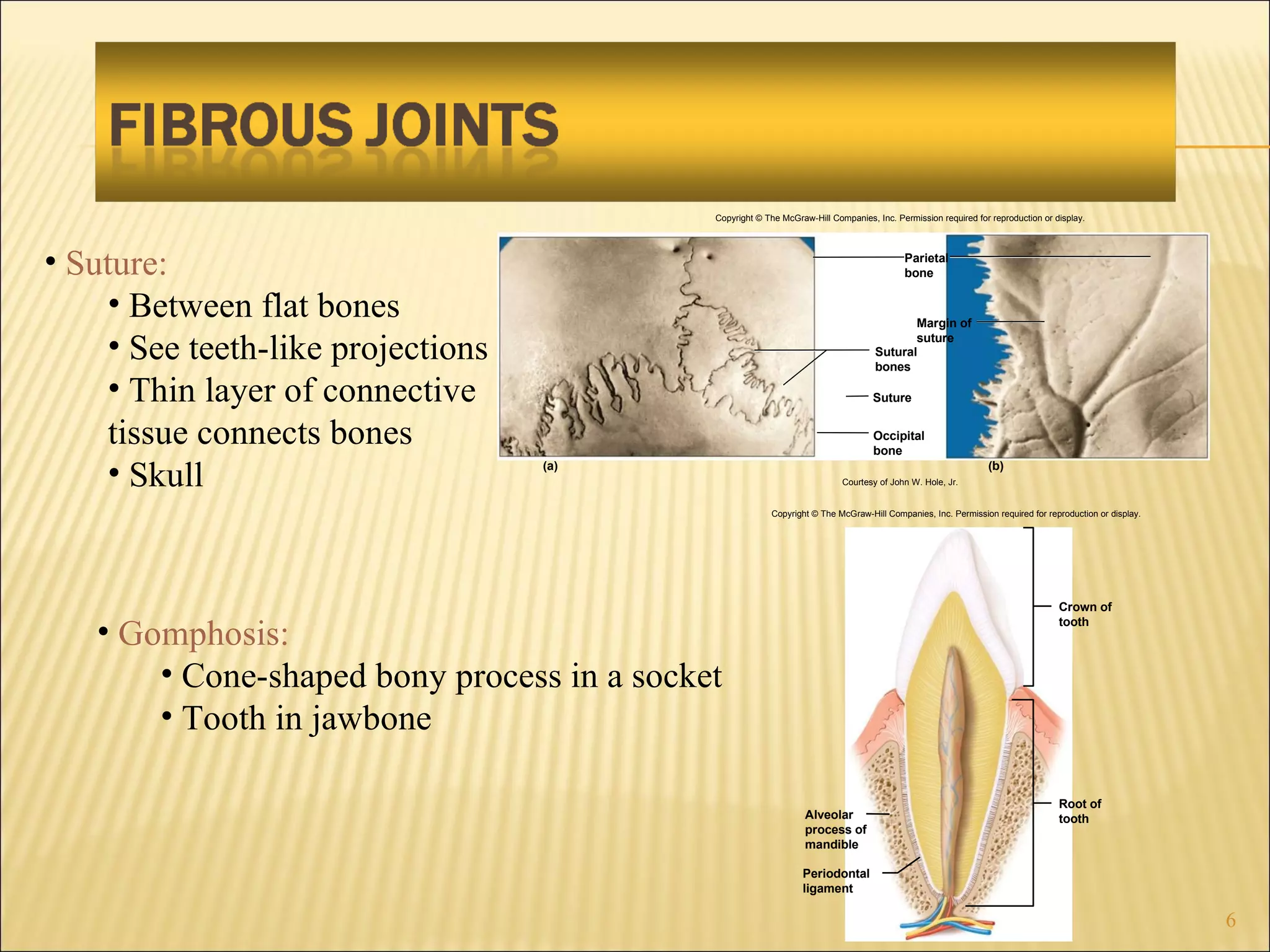 Suture: Between flat bones See teeth-like projections Thin layer of connective tissue connects bones Skull Gomphosis: Cone-shaped bony process in a socket Tooth in jawbone Margin of suture Parietal bone Suture Sutural bones Occipital bone (a) (b) Copyright © The McGraw-Hill Companies, Inc. Permission required for reproduction or display. Courtesy of John W. Hole, Jr. Periodontal ligament Alveolar process of mandible Root of tooth Crown of tooth Copyright © The McGraw-Hill Companies, Inc. Permission required for reproduction or display. 