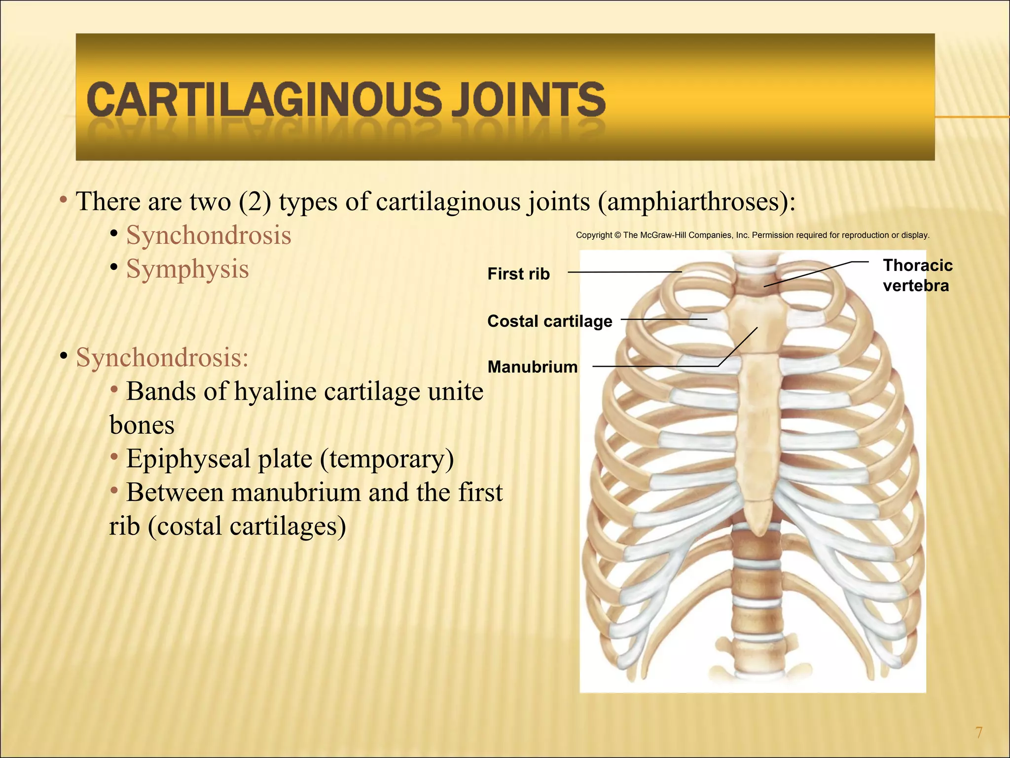There are two (2) types of cartilaginous joints (amphiarthroses): Synchondrosis Symphysis Synchondrosis: Bands of hyaline cartilage unite bones Epiphyseal plate (temporary) Between manubrium and the first rib (costal cartilages) Copyright © The McGraw-Hill Companies, Inc. Permission required for reproduction or display. Thoracic vertebra Costal cartilage Manubrium First rib 