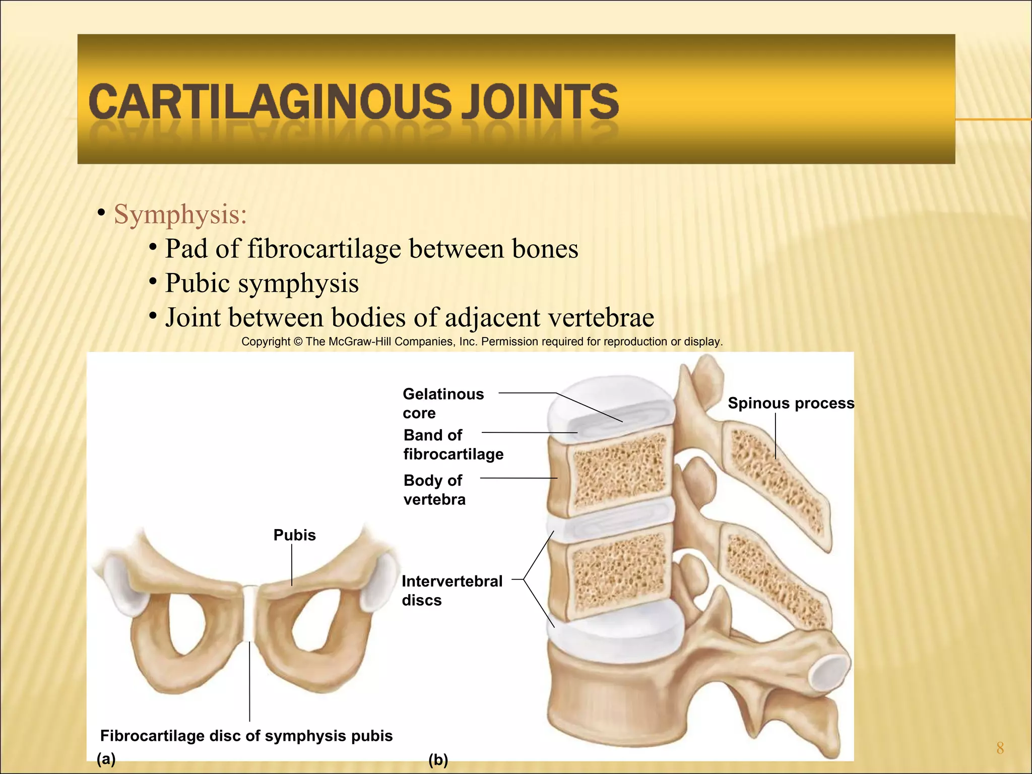Symphysis: Pad of fibrocartilage between bones Pubic symphysis Joint between bodies of adjacent vertebrae Copyright © The McGraw-Hill Companies, Inc. Permission required for reproduction or display. Gelatinous core Spinous process Band of fibrocartilage Pubis Fibrocartilage disc of symphysis pubis Intervertebral discs (a) (b) Body of vertebra 
