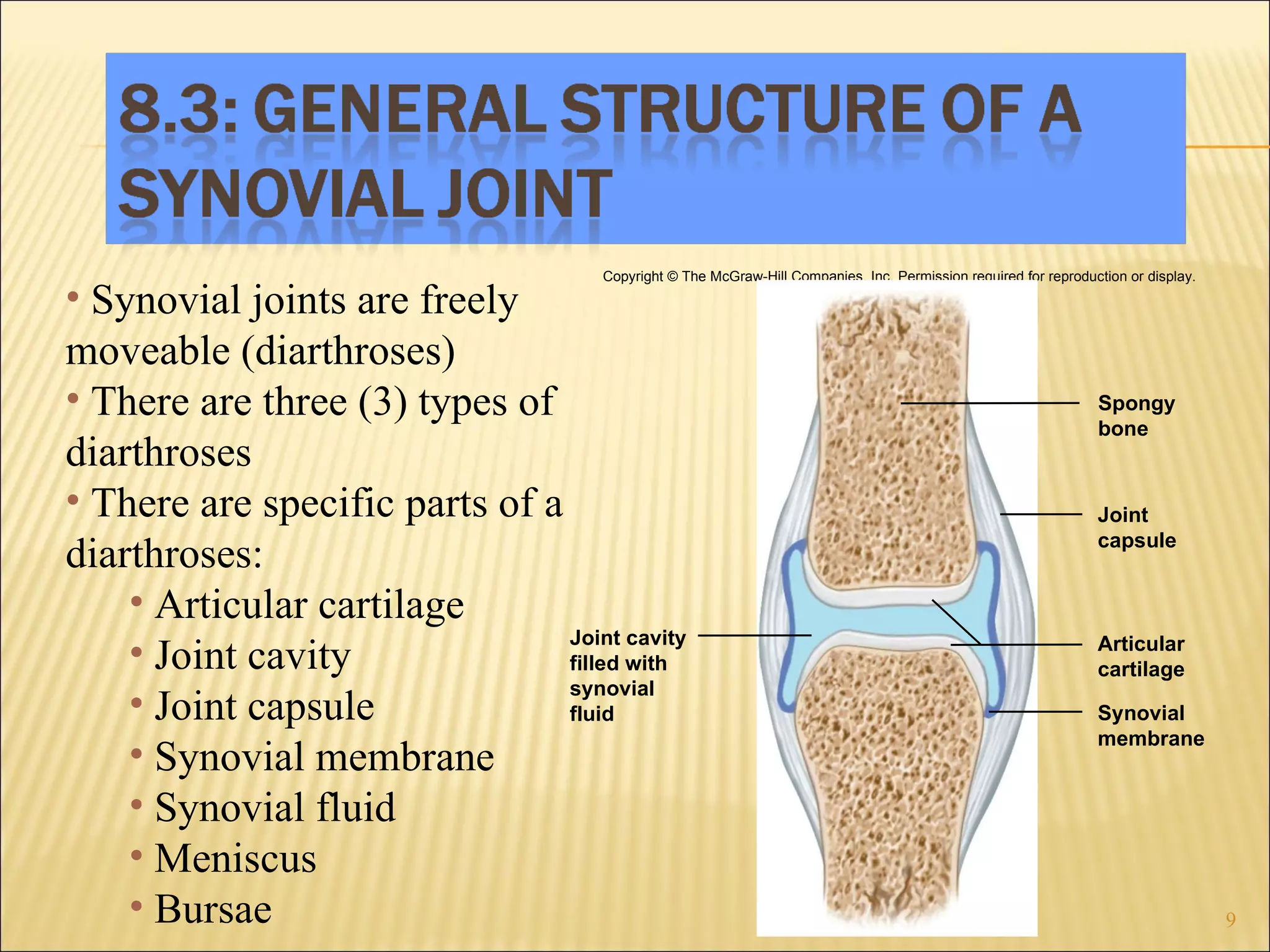 Synovial joints are freely moveable (diarthroses) There are three (3) types of diarthroses There are specific parts of a diarthroses: Articular cartilage Joint cavity Joint capsule Synovial membrane Synovial fluid Meniscus Bursae Copyright © The McGraw-Hill Companies, Inc. Permission required for reproduction or display. Spongy bone Joint cavity filled with synovial fluid Synovial membrane Articular cartilage Joint capsule 