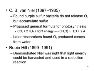10
• C. B. van Niel (1897–1985)
– Found purple sulfur bacteria do not release O2
but accumulate sulfur
– Proposed general formula for photosynthesis
• CO2 + 2 H2A + light energy → (CH2O) + H2O + 2 A
– Later researchers found O2 produced comes
from water
• Robin Hill (1899–1991)
– Demonstrated Niel was right that light energy
could be harvested and used in a reduction
reaction
 