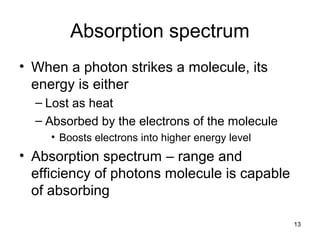 13
Absorption spectrum
• When a photon strikes a molecule, its
energy is either
– Lost as heat
– Absorbed by the electrons of the molecule
• Boosts electrons into higher energy level
• Absorption spectrum – range and
efficiency of photons molecule is capable
of absorbing
 