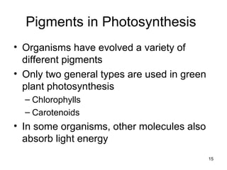 • Organisms have evolved a variety of
different pigments
• Only two general types are used in green
plant photosynthesis
– Chlorophylls
– Carotenoids
• In some organisms, other molecules also
absorb light energy
15
Pigments in Photosynthesis
 