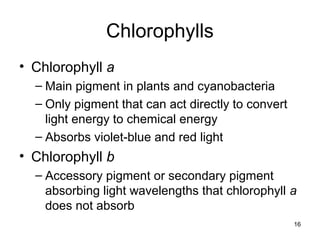 Chlorophylls
• Chlorophyll a
– Main pigment in plants and cyanobacteria
– Only pigment that can act directly to convert
light energy to chemical energy
– Absorbs violet-blue and red light
• Chlorophyll b
– Accessory pigment or secondary pigment
absorbing light wavelengths that chlorophyll a
does not absorb
16
 