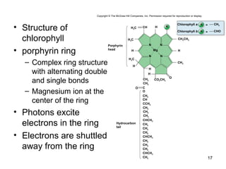• Structure of
chlorophyll
• porphyrin ring
– Complex ring structure
with alternating double
and single bonds
– Magnesium ion at the
center of the ring
• Photons excite
electrons in the ring
• Electrons are shuttled
away from the ring
17
H2C CH
CH2CH3
H
H
H
C
O
CH
CCH3
CHCH3
CH2
CH2
CH2
CHCH3
CH2
CH2
CH2
CHCH3
CH3
O
CO2CH3
O
N N
N N
Mg
H
H
Chlorophyll a: = CH3
Chlorophyll b: = CHO
R
R
R
H
Porphyrin
head
H3C
H3C
CH3
CH2
CH2
CH2
CH2
CH2
CH2
Hydrocarbon
tail
Copyright © The McGraw-Hill Companies, Inc. Permission required for reproduction or display.
 