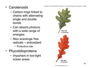• Carotenoids
– Carbon rings linked to
chains with alternating
single and double
bonds
– Can absorb photons
with a wide range of
energies
– Also scavenge free
radicals – antioxidant
• Protective role
• Phycobiloproteins
– Important in low-light
ocean areas
19
Copyright © The McGraw-Hill Companies, Inc. Permission required for reproduction or display.
Oak leaf
in summer
Oak leaf
in autumn
© Eric Soder/pixsource.com
 