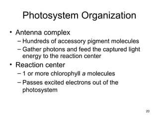 20
Photosystem Organization
• Antenna complex
– Hundreds of accessory pigment molecules
– Gather photons and feed the captured light
energy to the reaction center
• Reaction center
– 1 or more chlorophyll a molecules
– Passes excited electrons out of the
photosystem
 