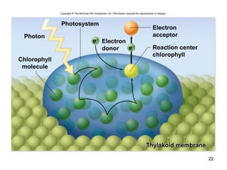22
Copyright © The McGraw-Hill Companies, Inc. Permission required for reproduction or display.
e–
Photon
Photosystem
Thylakoid membrane
Chlorophyll
molecule
Electron
acceptor
Reaction center
chlorophyll
Thylakoid membrane
Electron
donor e–
 