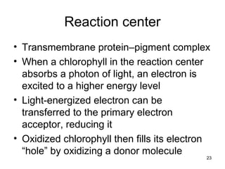 Reaction center
• Transmembrane protein–pigment complex
• When a chlorophyll in the reaction center
absorbs a photon of light, an electron is
excited to a higher energy level
• Light-energized electron can be
transferred to the primary electron
acceptor, reducing it
• Oxidized chlorophyll then fills its electron
“hole” by oxidizing a donor molecule
23
 