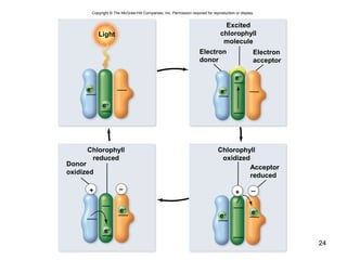 24
Copyright © The McGraw-Hill Companies, Inc. Permission required for reproduction or display.
Light
e–
–+–+
Excited
chlorophyll
molecule
Electron
donor
Electron
acceptor
Chlorophyll
reduced
Chlorophyll
oxidized
Donor
oxidized
Acceptor
reduced
e–
e– e–
e–
e–
e–
e–
 