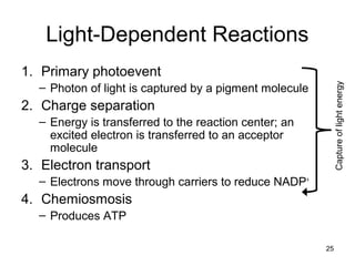 25
Light-Dependent Reactions
1. Primary photoevent
– Photon of light is captured by a pigment molecule
2. Charge separation
– Energy is transferred to the reaction center; an
excited electron is transferred to an acceptor
molecule
3. Electron transport
– Electrons move through carriers to reduce NADP+
4. Chemiosmosis
– Produces ATP
Captureoflightenergy
 
