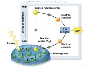27
Copyright © The McGraw-Hill Companies, Inc. Permission required for reproduction or display.
Energyofelectrons
High
Low
e–
Photon
Photosystem
Excited reaction center
Electron
acceptor
Electron
acceptor
Reaction
center (P870)
b-c1
complex ATPe–
e–
 