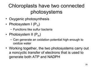 28
Chloroplasts have two connected
photosystems
• Oxygenic photosynthesis
• Photosystem I (P700)
– Functions like sulfur bacteria
• Photosystem II (P680)
– Can generate an oxidation potential high enough to
oxidize water
• Working together, the two photosystems carry out
a noncyclic transfer of electrons that is used to
generate both ATP and NADPH
 
