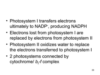 29
• Photosystem I transfers electrons
ultimately to NADP+
, producing NADPH
• Electrons lost from photosystem I are
replaced by electrons from photosystem II
• Photosystem II oxidizes water to replace
the electrons transferred to photosystem I
• 2 photosystems connected by
cytochrome/ b6-f complex
 