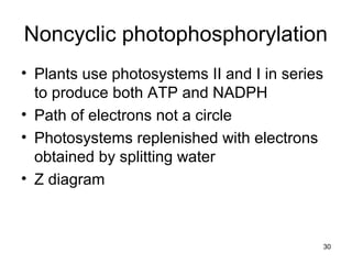30
Noncyclic photophosphorylation
• Plants use photosystems II and I in series
to produce both ATP and NADPH
• Path of electrons not a circle
• Photosystems replenished with electrons
obtained by splitting water
• Z diagram
 