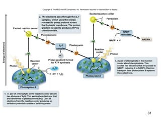 31
Copyright © The McGraw-Hill Companies, Inc. Permission required for reproduction or display.
Energyofelectrons
Photon
Excited reaction center
Excited reaction center
Plastoquinone
Plastocyanin
Ferredoxin
Photosystem II
Photosystem I
Photon
b6-f
complex
3. A pair of chlorophylls in the reaction
center absorb two photons. This
excites two electrons that are passed to
NADP+
, reducing it to NADPH. Electron
transport from photosystem II replaces
these electrons.
H2O
H+
PC
Fd
2H+
+ 1
/2O2
NADP+
+ H+
2
2
2
2
2
1. A pair of chlorophylls in the reaction center absorb
two photons of light. This excites two electrons that
are transferred to plastoquinone (PQ). Loss of
electrons from the reaction center produces an
oxidation potential capable of oxidizing water.
Reaction
center
Proton gradient formed
for ATP synthesis
Reaction
center
e–
e–
PQ
e–
NADP
reductase
NADPH
e–
2. The electrons pass through the b6-f
complex, which uses the energy
released to pump protons across
the thylakoid membrane. The proton
gradient is used to produce ATP by
chemiosmosis.
e–
 