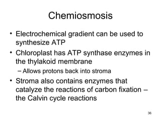 Chemiosmosis
• Electrochemical gradient can be used to
synthesize ATP
• Chloroplast has ATP synthase enzymes in
the thylakoid membrane
– Allows protons back into stroma
• Stroma also contains enzymes that
catalyze the reactions of carbon fixation –
the Calvin cycle reactions
36
 
