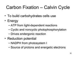 38
Carbon Fixation – Calvin Cycle
• To build carbohydrates cells use
• Energy
– ATP from light-dependent reactions
– Cyclic and noncyclic photophosphorylation
– Drives endergonic reaction
• Reduction potential
– NADPH from photosystem I
– Source of protons and energetic electrons
 