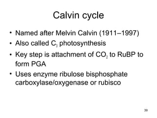 39
Calvin cycle
• Named after Melvin Calvin (1911–1997)
• Also called C3 photosynthesis
• Key step is attachment of CO2 to RuBP to
form PGA
• Uses enzyme ribulose bisphosphate
carboxylase/oxygenase or rubisco
 