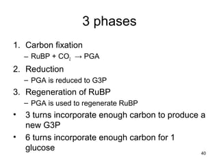 40
3 phases
1. Carbon fixation
– RuBP + CO2 → PGA
2. Reduction
– PGA is reduced to G3P
3. Regeneration of RuBP
– PGA is used to regenerate RuBP
• 3 turns incorporate enough carbon to produce a
new G3P
• 6 turns incorporate enough carbon for 1
glucose
 