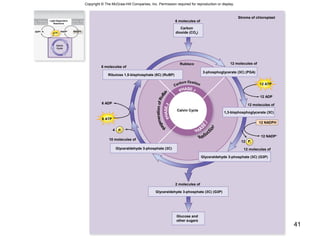 41
Copyright © The McGraw-Hill Companies, Inc. Permission required for reproduction or display.
4 Pi
12 NADP+
12
12 ADP
NADPHNADP+
ADP+ Pi
Light-Dependent
Reactions
Calvin
Cycle
6 molecules of
12 molecules of
12 molecules of
1,3-bisphosphoglycerate (3C)
12 molecules of
Glyceraldehyde 3-phosphate (3C) (G3P)
10 molecules of
Glyceraldehyde 3-phosphate (3C) (G3P)
Stroma of chloroplast
6 molecules of
Carbon
dioxide (CO2)
12 ATP
6 ADP
6 ATP
Rubisco
Calvin Cycle
Pi
Ribulose 1,5-bisphosphate (5C) (RuBP)
3-phosphoglycerate (3C) (PGA)
Glyceraldehyde 3-phosphate (3C)
2 molecules of
Glucose and
other sugars
12 NADPH
ATP
 