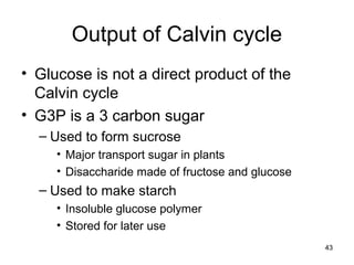 43
Output of Calvin cycle
• Glucose is not a direct product of the
Calvin cycle
• G3P is a 3 carbon sugar
– Used to form sucrose
• Major transport sugar in plants
• Disaccharide made of fructose and glucose
– Used to make starch
• Insoluble glucose polymer
• Stored for later use
 