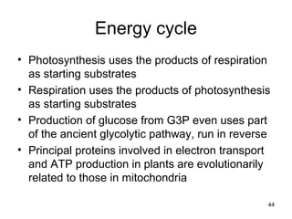 44
Energy cycle
• Photosynthesis uses the products of respiration
as starting substrates
• Respiration uses the products of photosynthesis
as starting substrates
• Production of glucose from G3P even uses part
of the ancient glycolytic pathway, run in reverse
• Principal proteins involved in electron transport
and ATP production in plants are evolutionarily
related to those in mitochondria
 