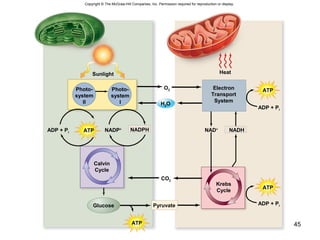 45
Copyright © The McGraw-Hill Companies, Inc. Permission required for reproduction or display.
O2
Heat
ATP NADPH NADH
ATP
Sunlight
Pyruvate
CO2
Glucose
ADP + Pi NAD+
NADP+
H2O
Photo-
system
II
Photo-
system
I
Electron
Transport
System
ADP + Pi
ADP + Pi
ATP
ATP
Calvin
Cycle
Krebs
Cycle
 