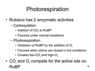 46
Photorespiration
• Rubisco has 2 enzymatic activities
– Carboxylation
• Addition of CO2 to RuBP
• Favored under normal conditions
– Photorespiration
• Oxidation of RuBP by the addition of O2
• Favored when stoma are closed in hot conditions
• Creates low-CO2 and high-O2
• CO2 and O2 compete for the active site on
RuBP
 