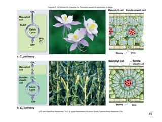 49
Copyright © The McGraw-Hill Companies, Inc. Permission required for reproduction or display.
CO2
RuBP
3PG
(C3)
a. C4 pathway
Bundle-sheath cellMesophyll cell
Stoma Vein
G3P
b. C4 pathway
Stoma Vein
Mesophyll cell
G3P
CO2
CO2
C4
Bundle-
sheath cell
Mesophyll
cell
Bundle-
sheath
cell
Calvin
Cycle
Mesophyll
cell
Calvin
Cycle
a: © John Shaw/Photo Researchers, Inc. b: © Joseph Nettis/National Audubon Society Collection/Photo Researchers, Inc.
 