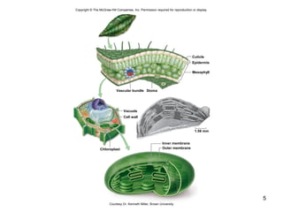 5
Copyright © The McGraw-Hill Companies, Inc. Permission required for reproduction or display.
Vascular bundle Stoma
Cuticle
Epidermis
Mesophyll
Chloroplast
Inner membrane
Outer membrane
Cell wall
1.58 mm
Vacuole
Courtesy Dr. Kenneth Miller, Brown University
 