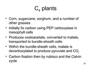 50
C4 plants
• Corn, sugarcane, sorghum, and a number of
other grasses
• Initially fix carbon using PEP carboxylase in
mesophyll cells
• Produces oxaloacetate, converted to malate,
transported to bundle-sheath cells
• Within the bundle-sheath cells, malate is
decarboxylated to produce pyruvate and CO2
• Carbon fixation then by rubisco and the Calvin
cycle
 