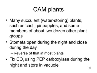 53
CAM plants
• Many succulent (water-storing) plants,
such as cacti, pineapples, and some
members of about two dozen other plant
groups
• Stomata open during the night and close
during the day
– Reverse of that in most plants
• Fix CO2 using PEP carboxylase during the
night and store in vacuole
 