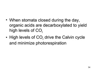 • When stomata closed during the day,
organic acids are decarboxylated to yield
high levels of CO2
• High levels of CO2 drive the Calvin cycle
and minimize photorespiration
54
 